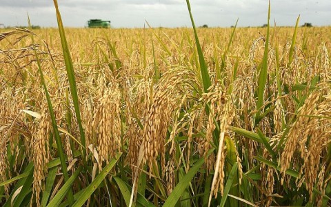 Giá lúa gạo hôm nay ngày 8/11: Thu hoạch lúa Thu Đông gần kết thúc, giá gạo ở mức cao